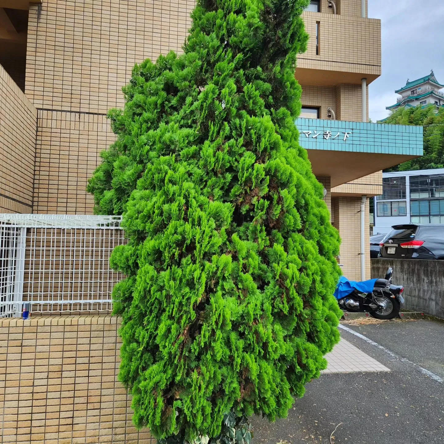 鹿児島市で伐採をさせて頂きました。